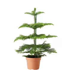 Араукария Хетерофилла - Araucaria D15 H50