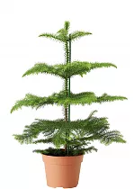 Араукария Хетерофилла - Araucaria D15 H50