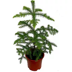 Араукария Хетерофилла - Araucaria D18 H80