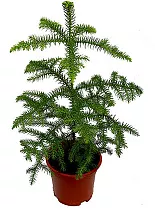 Араукария Хетерофилла - Araucaria D18 H80
