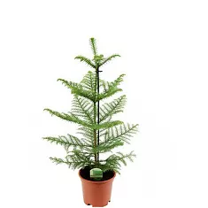 Араукария Хетерофилла - Araucaria D14 H40