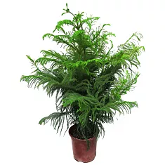 Араукария Хетерофилла - Araucaria D24 H100
