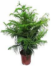 Араукария Хетерофилла - Araucaria D24 H100