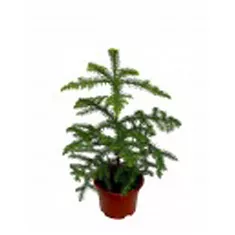 Араукария Хетерофилла - Araucaria D12 H30