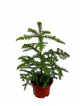 Араукария Хетерофилла - Araucaria D12 H30