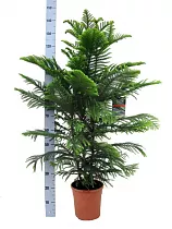 Араукария Хетерофилла - Araucaria D32 H150