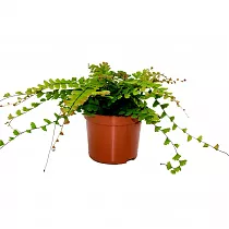 Адиантум хвостатый - Adiantum caudatum D12 H30