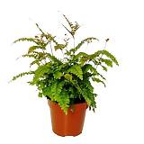 Адиантум мелкоопушенный - Adiantum hispidulum D12 H30