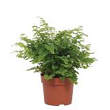 Адиантум Радди Фриц Лут - Adiantum raddianum 'Fritz-Luthi' D12 H30