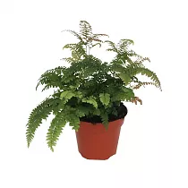 Адиантум Бронз Венус - Adiantum Bronze Venus D17 H45