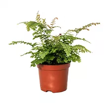 Адиантум мелкоопушенный - Adiantum hispidulum D9 H20
