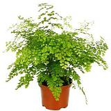 Адиантум Фрагранс - Adiantum Fragrans D12 H15