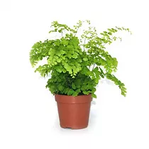 Адиантум Фрагранс - Adiantum Fragrans D9 H15