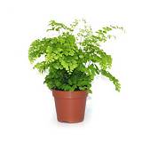 Адиантум Фрагранс - Adiantum Fragrans D9 H15