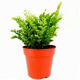 Адиантум Лиза - Adiantum Lisa D12 H30