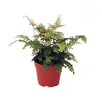 Адиантум Бронз Венус - Adiantum hispi. 'Bronze Venus' D12 H30