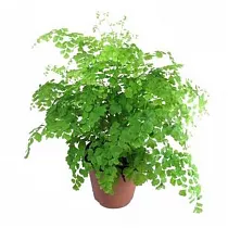 Адиантум Фрагранс - Adiantum Fragrans D12 H20