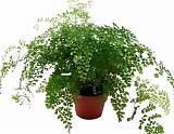 Адиантум Фрагранс - Adiantum Fragrans D14 H25