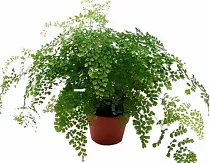 Адиантум Фрагранс - Adiantum Fragrans D14 H25