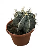 Астрофитум украшенный - Astrophytum Ornatum D17 H25