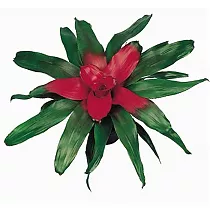 Неорегелия Файрболл - Неорегелията - Neoregelia D12 H25