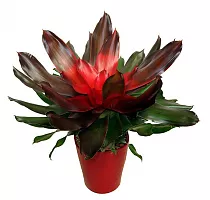 Неорегелия - Neoregelia Van Durme D12 H25