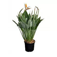 Стрелиция королевская - Strelitzia reginae 3pp D30 H140