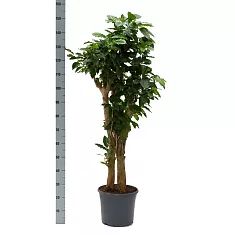 Кофейное дерево - Coffea D30 H160