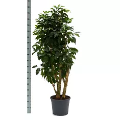 Кофейное дерево - Coffea D30 H180