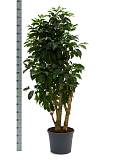 Кофейное дерево - Coffea D30 H180