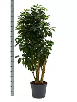 Кофейное дерево - Coffea D30 H180