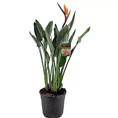 Стрелиция королевская - Strelitzia reginae D30 H140