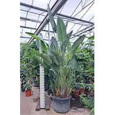 Стрелиция Николай - Strelitzia Nicolai D75 H400