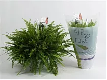 Нефролепис Виталь- Nephrolepis vitale D18 H50