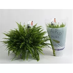 Нефролепис Виталь- Nephrolepis vitale D18 H50