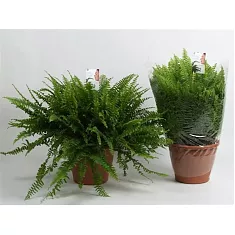 Нефролепис Соната - Nephrolepis exaltata sonata  D18 H50