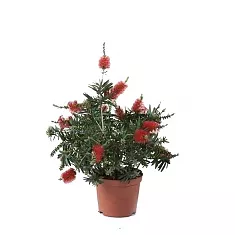 Каллистемон - Callistemon D19 H30