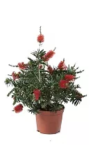 Каллистемон - Callistemon D19 H30