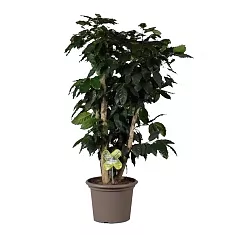 Кофейное дерево - Coffea D25 H120