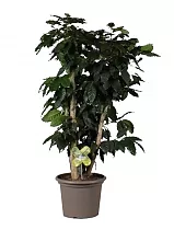 Кофейное дерево - Coffea D25 H120