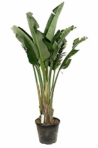 Cтрелиция Королевская - Strelitzia Reginae D24 H110