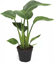 Стрелиция Николай - Strelitzia Nicolai D14 H70