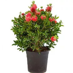 Каллистемон - Callistemon D21 H70