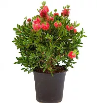 Каллистемон - Callistemon D21 H70