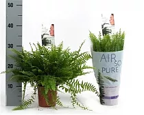 Нефролепис Бостон - Nephrolepis Bostoniensis  D12 H25