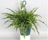 Нефролепис Бостон - Nephrolepis Bostoniensis D20 H60