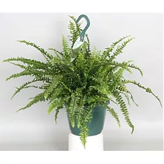 Нефролепис Бостон - Nephrolepis Bostoniensis D20 H60