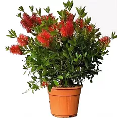 Каллистемон - Callistemon D24 H100