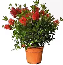 Каллистемон - Callistemon D24 H100