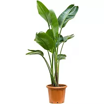 Стрелиция Николай - Strelitzia Nicolai D19 H120